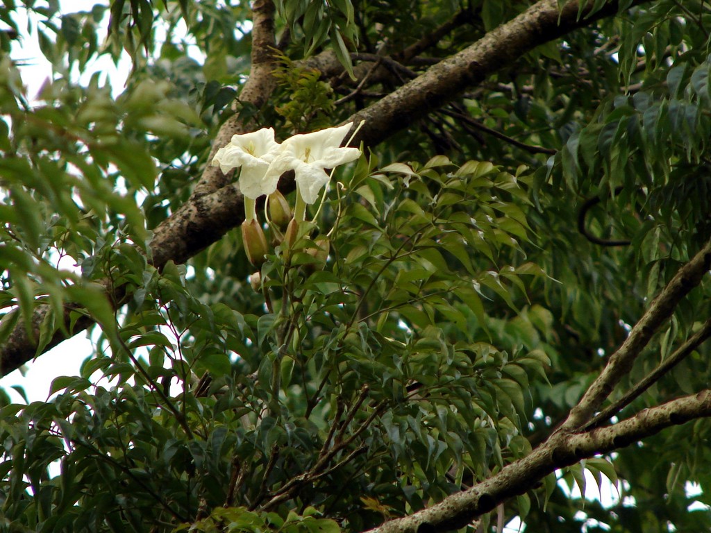 Asian Bell Tree (Radermachera sinica) plant