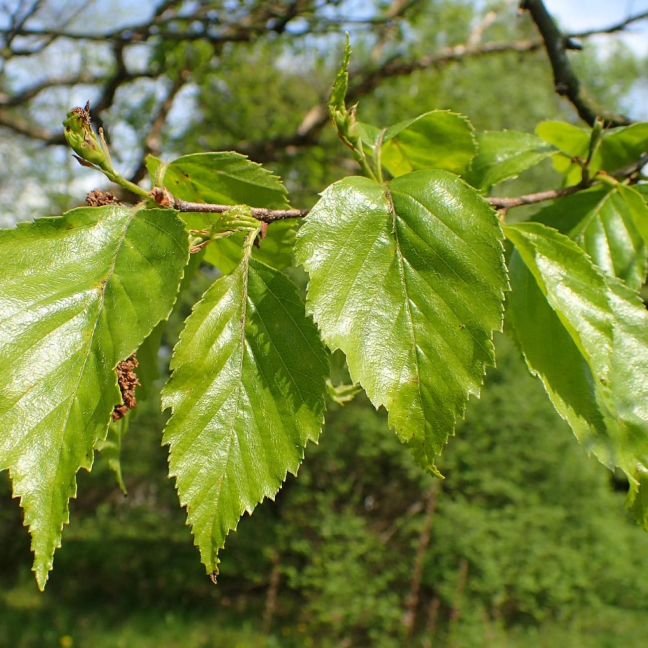 Asian black birch (Betula dahurica) plant — close-up photo