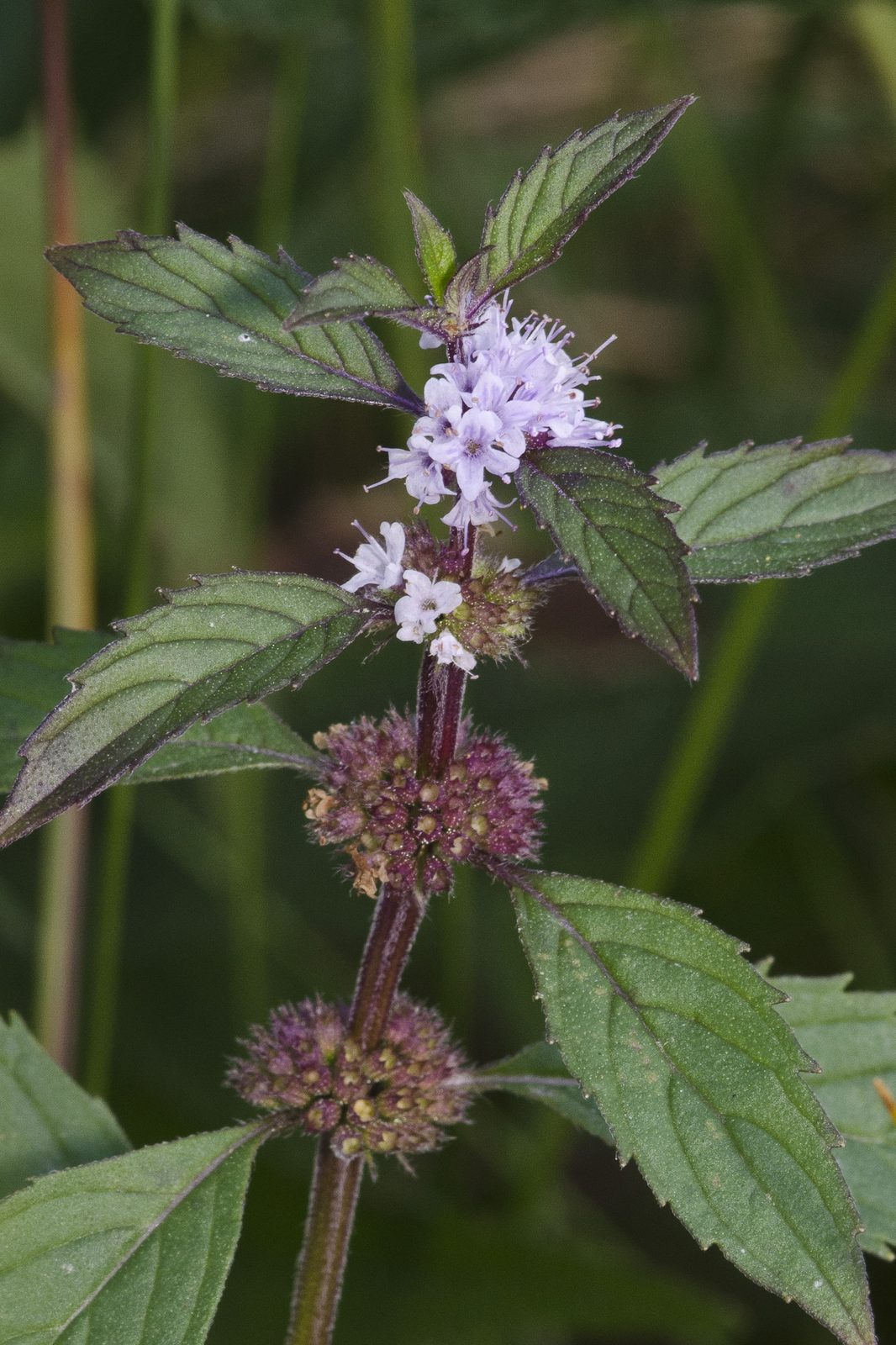 Asian Mint (Mentha canadensis var. asiatica) plant