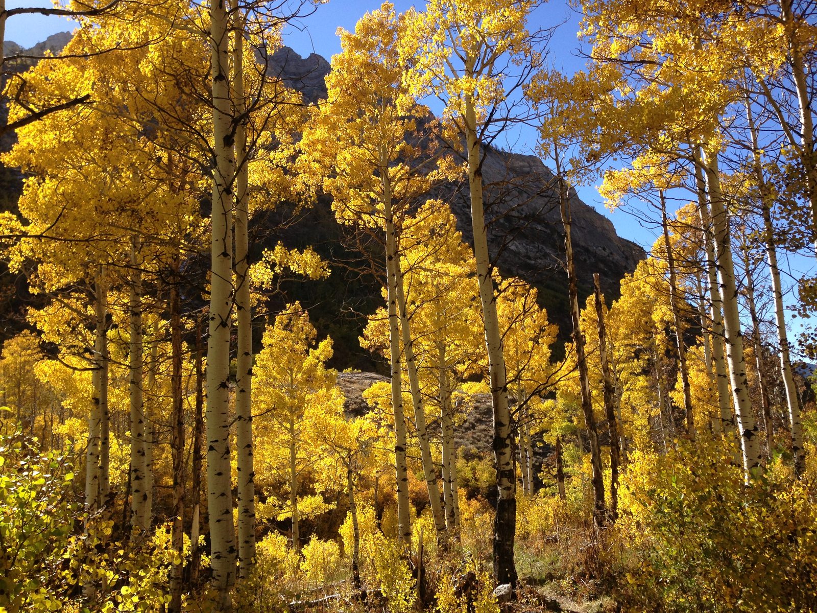 Aspen (Populus tremuloides) plant