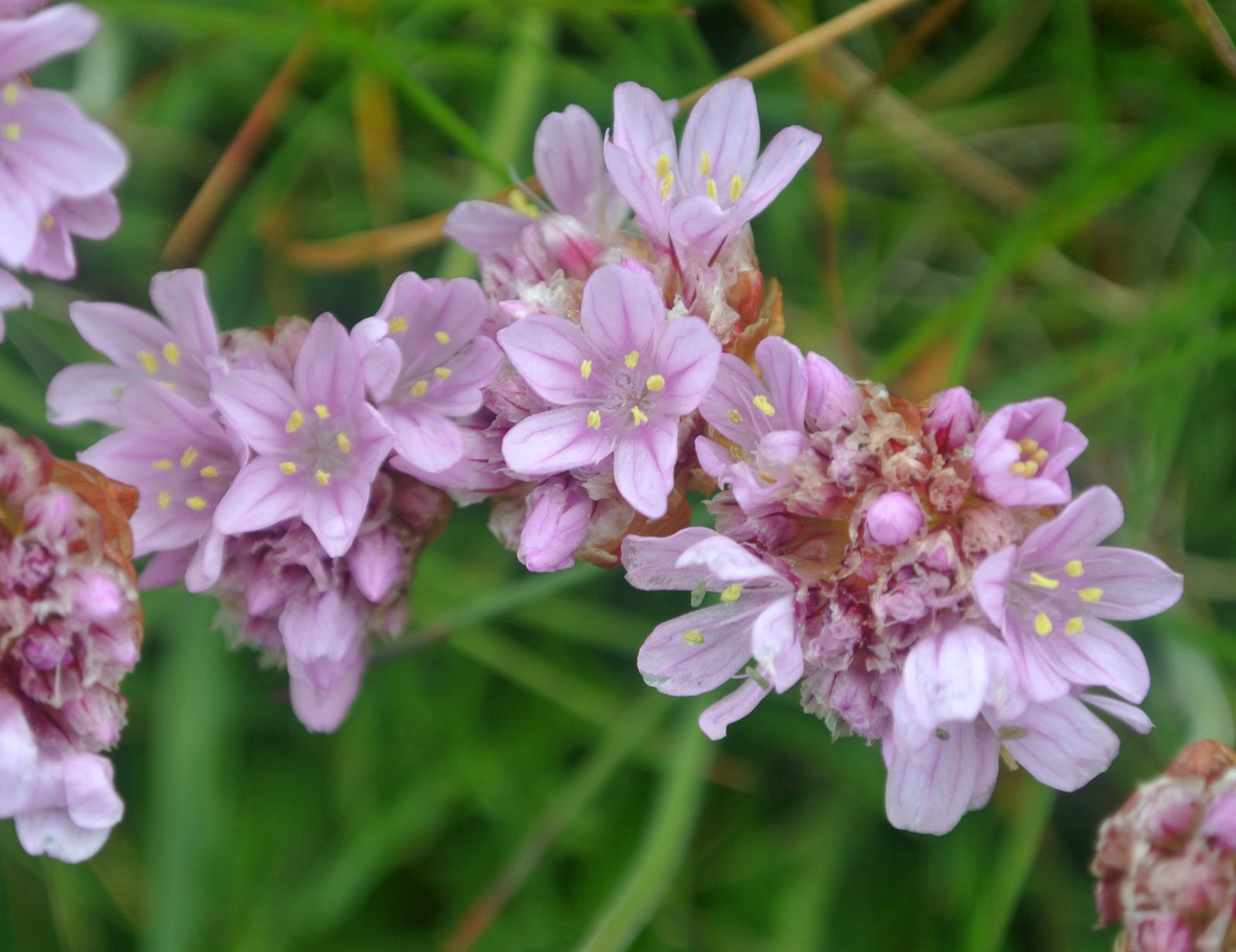 Athabasca Thrift (Armeria maritima subsp. interior) plant