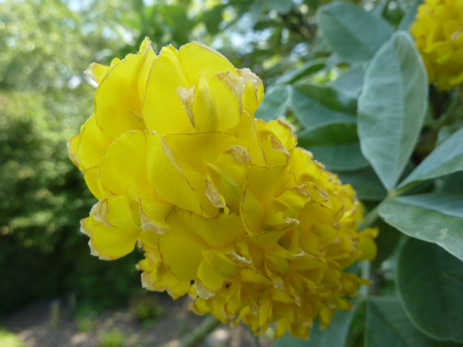 Atlas Broom (Cytisus battandieri) plant