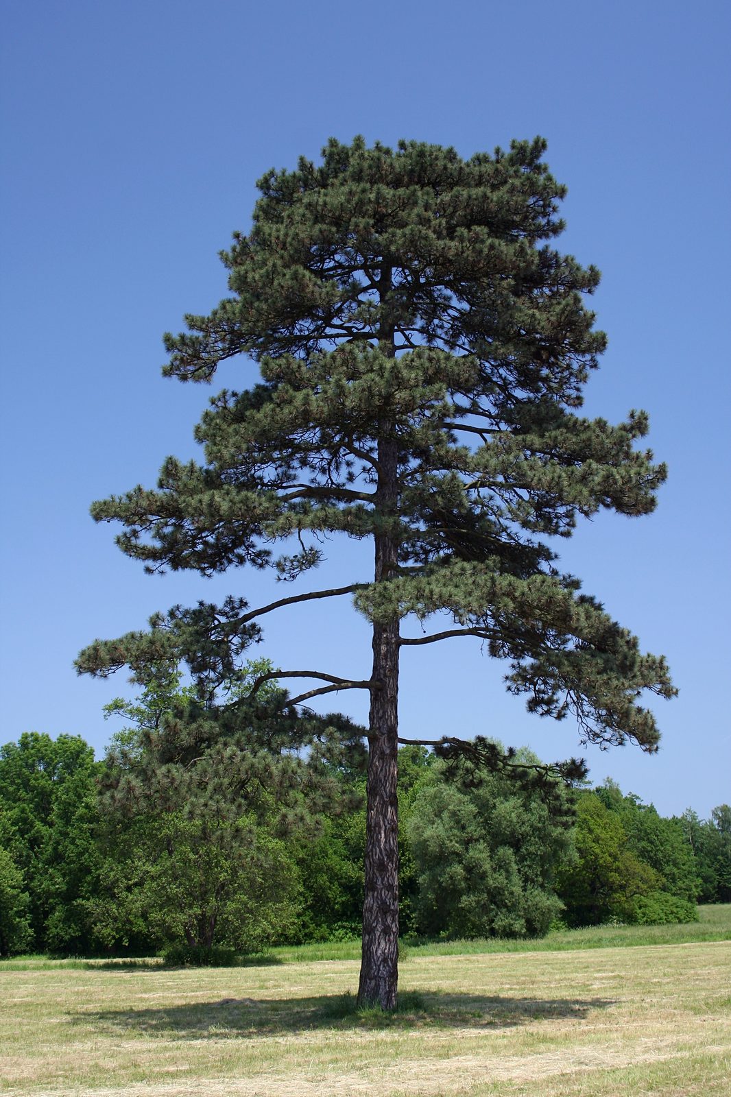 Austrian Pine (Pinus nigra subsp. nigra) plant