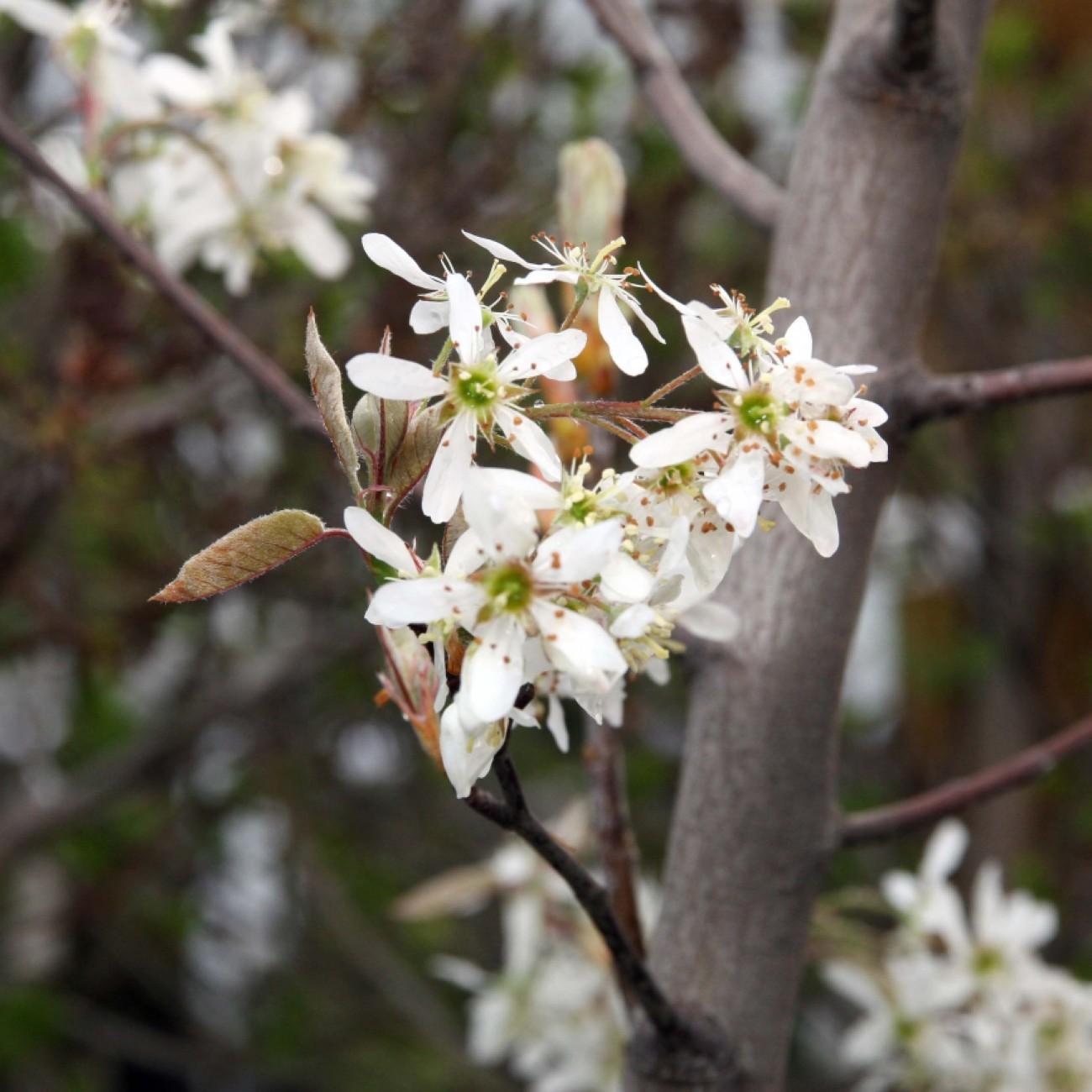 Autumn Brilliance Serviceberry (Amelanchier x grandiflora 'Autumn Brilliance (tree form)') plant — close-up photo