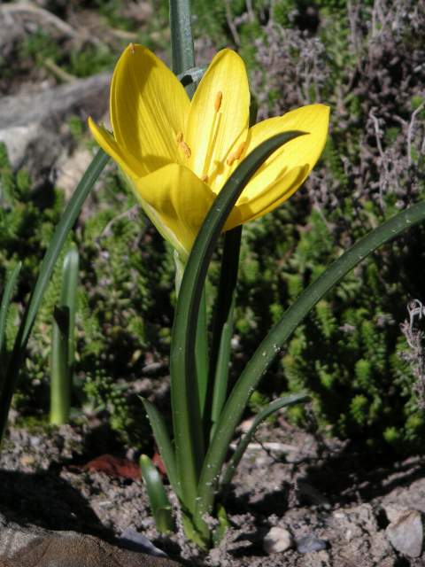 Autumn Daffodil (Sternbergia lutea) plant