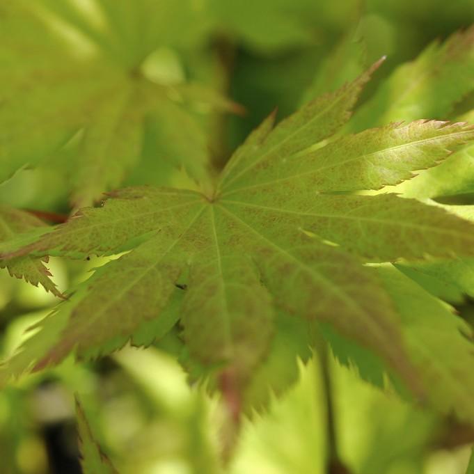Autumn Moon Full Moon Maple (Acer shirasawanum 'Autumn Moon') plant — close-up photo