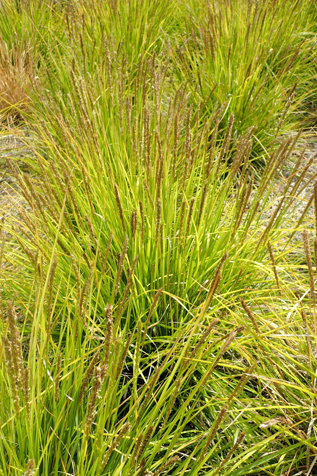Autumn Moor Grass (Sesleria autumnalis) plant
