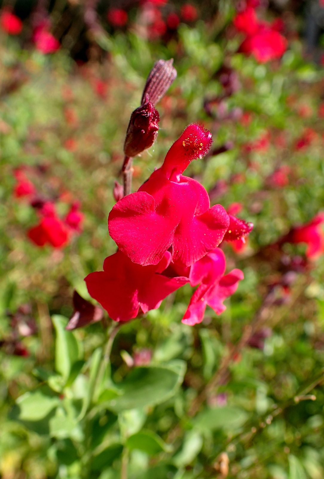 Autumn Sage (Salvia greggii) plant