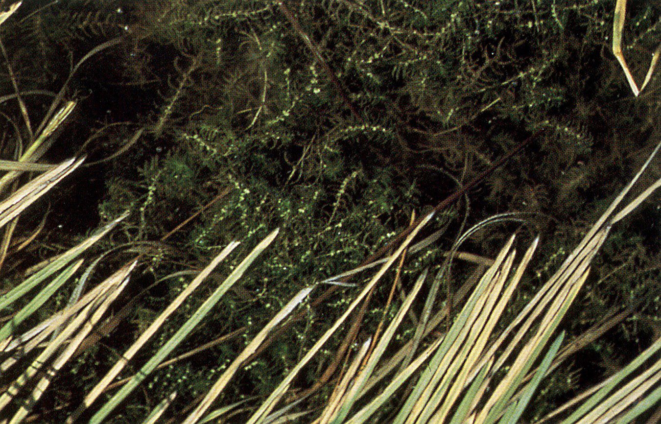 Autumnal Water Starwort (Callitriche hermaphroditica) plant