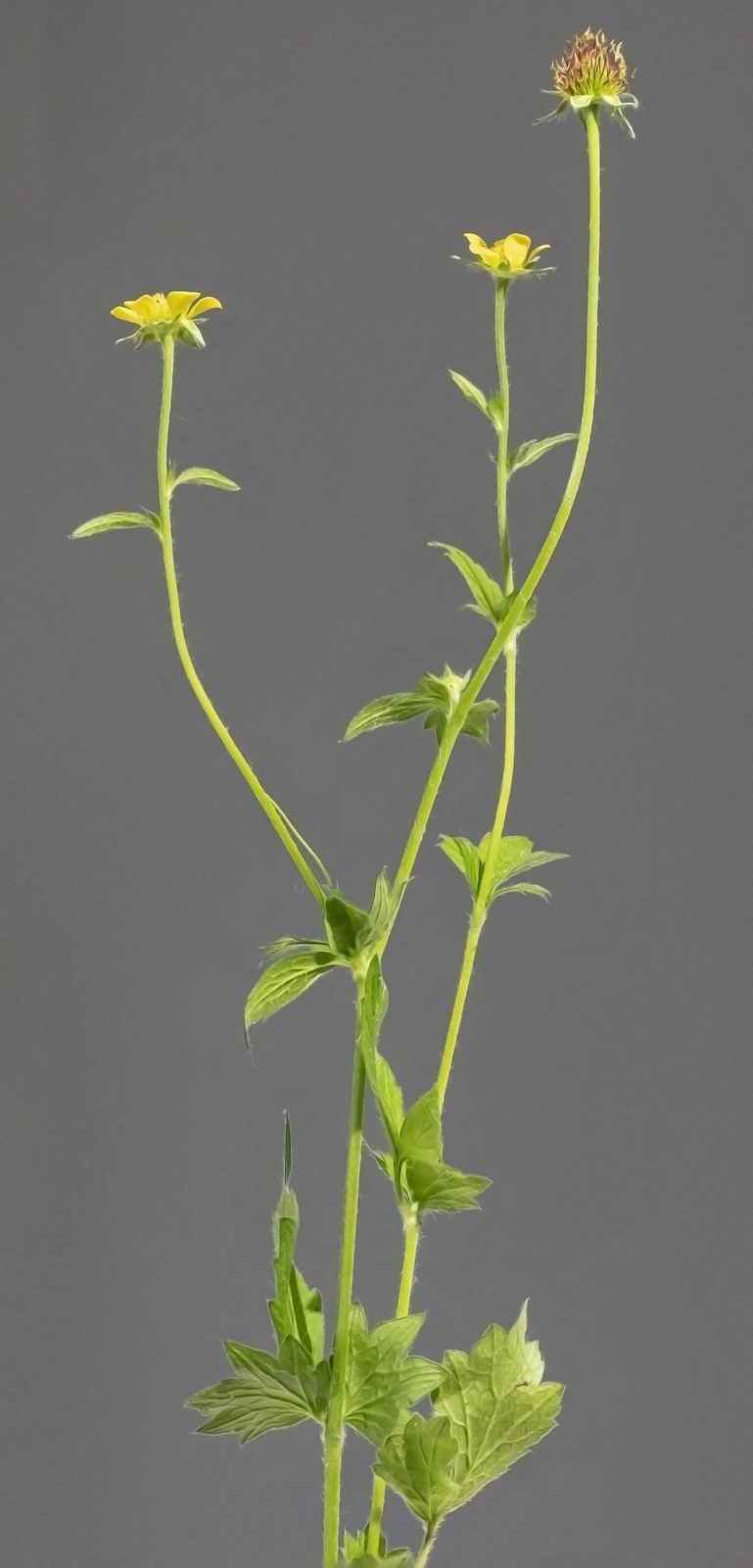 Avens (Geum urbanum) plant