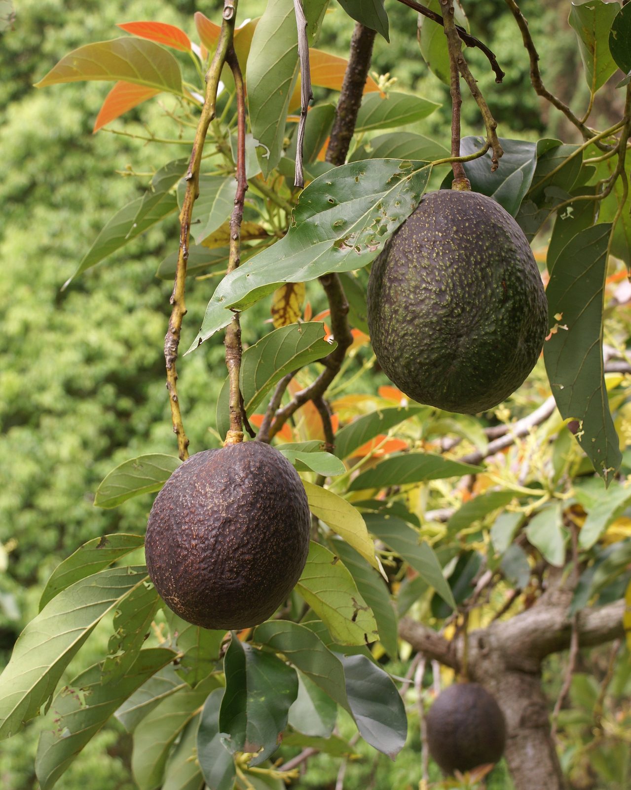 Avocado (Persea americana) plant