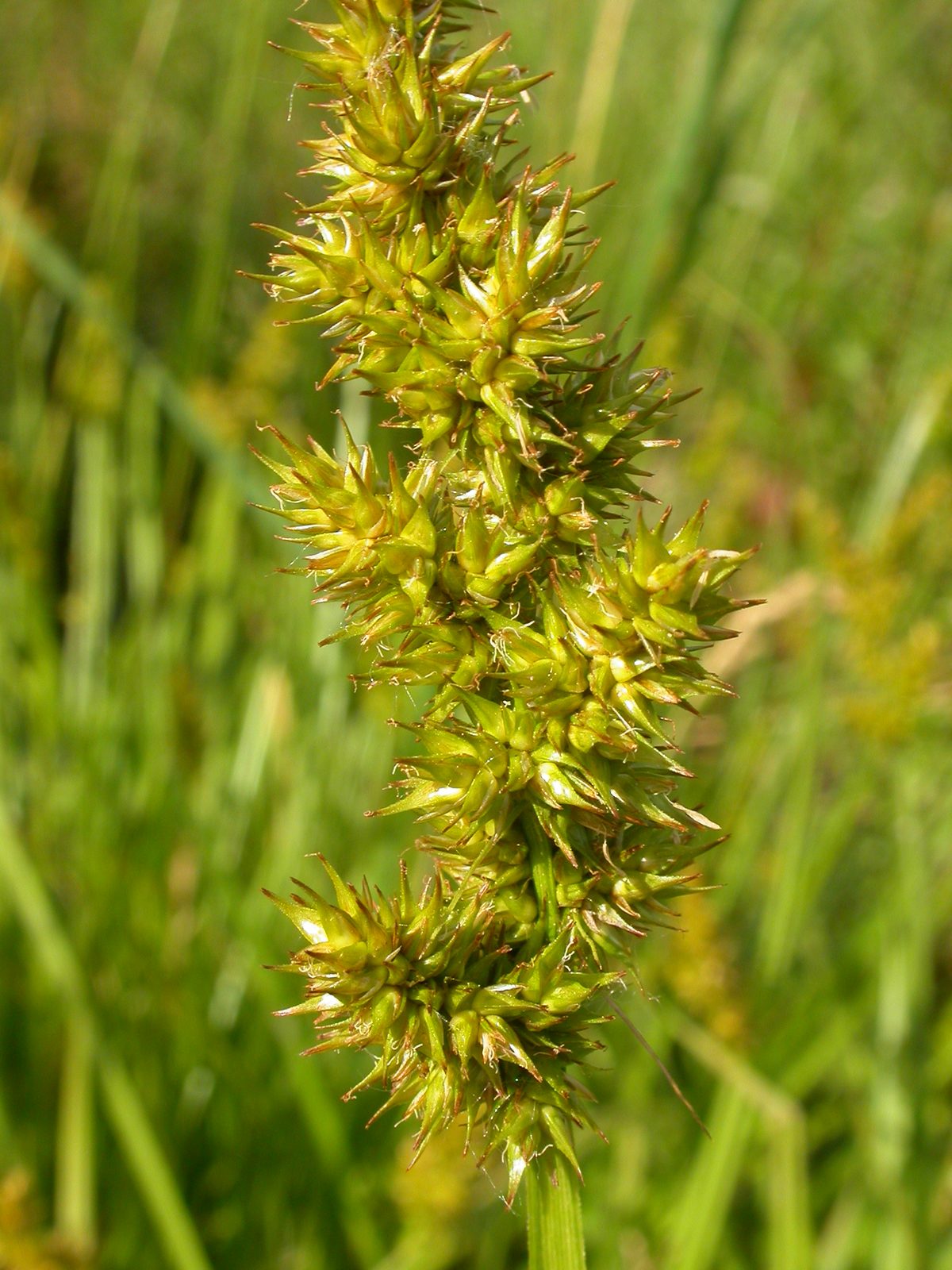 Awl Fruited Sedge (Carex stipata) plant