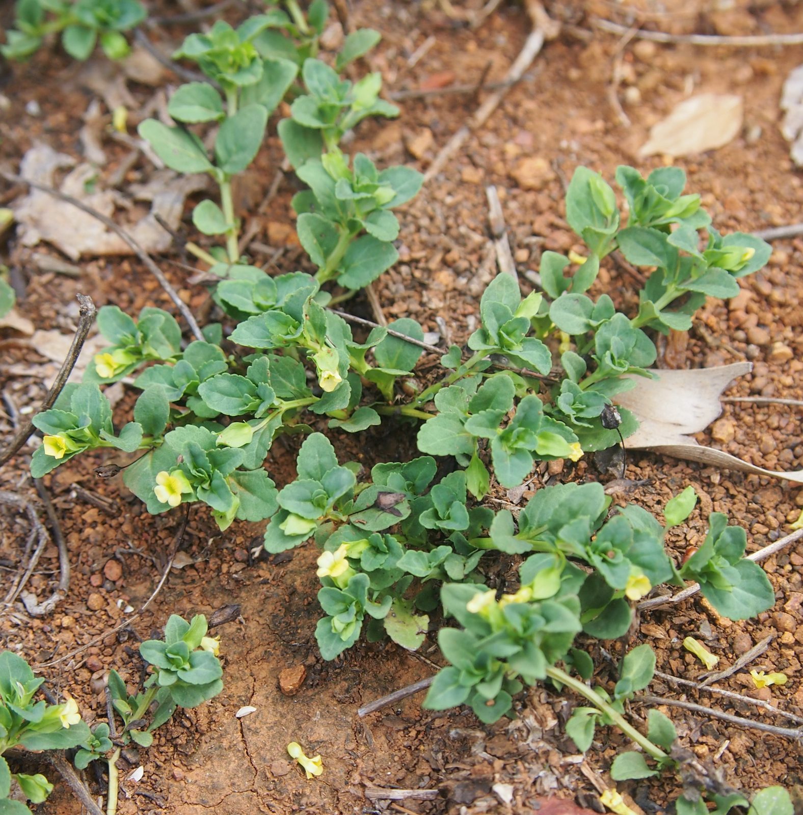 Axilflower (Mecardonia procumbens) plant