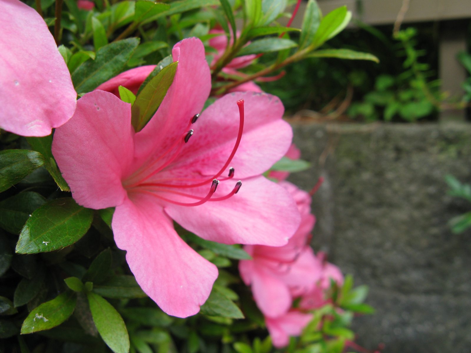 Azalea (Rhododendron sect. Tsutsusi) plant
