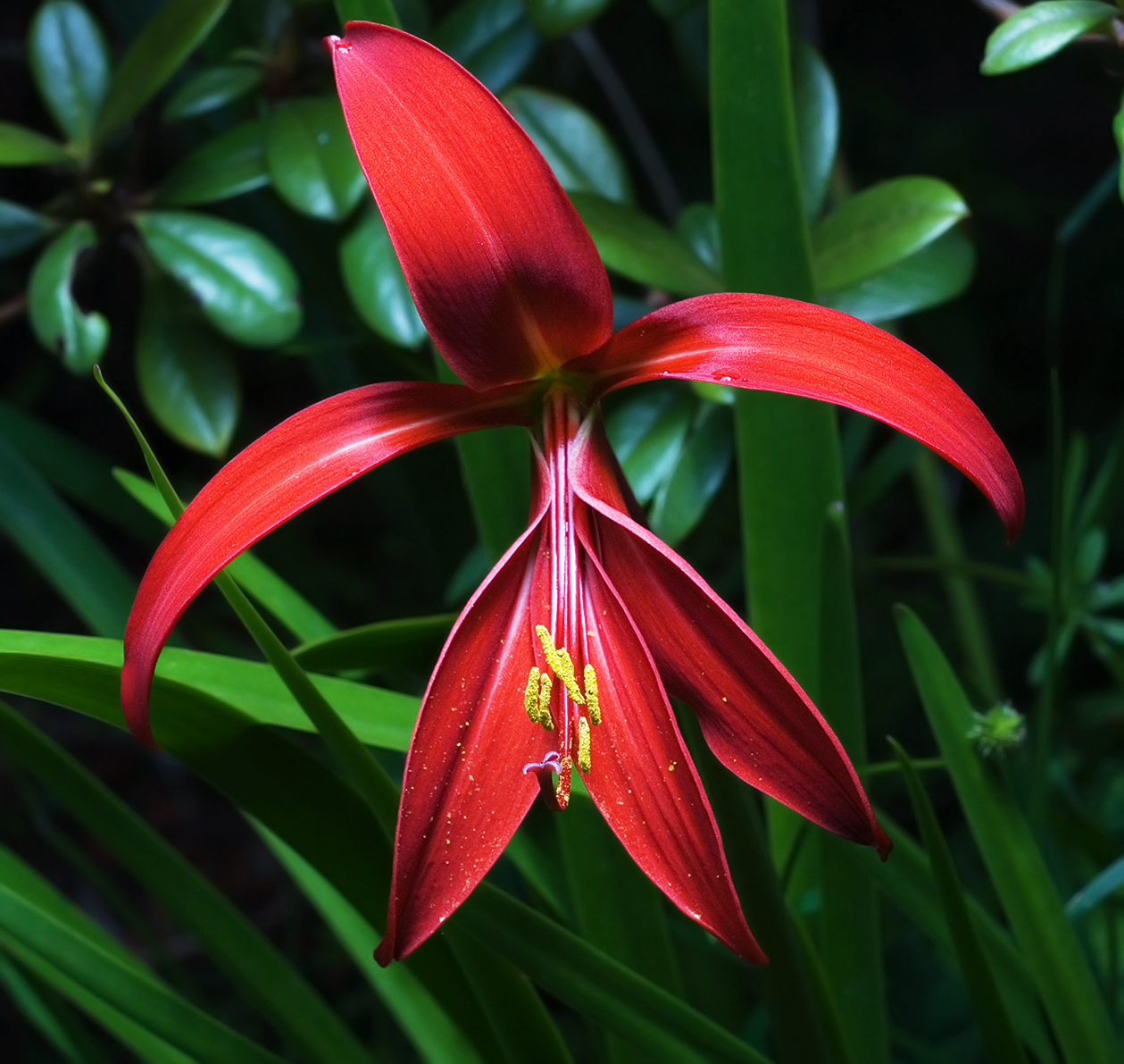 Aztec Lily (Sprekelia formosissima) plant