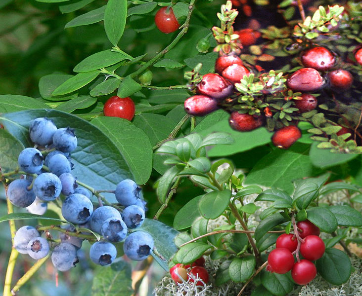 Dwarf Hybrid Blueberry (Vaccinium michauxii × Vaccinium pumilum var. pumilum) plant