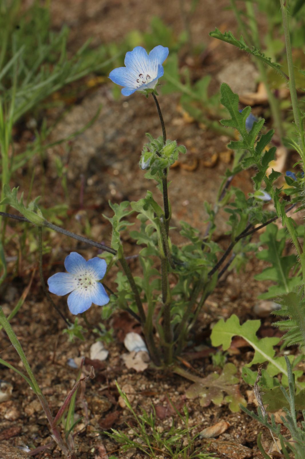 Baby Blue Eyes (Nemophila menziesii) plant