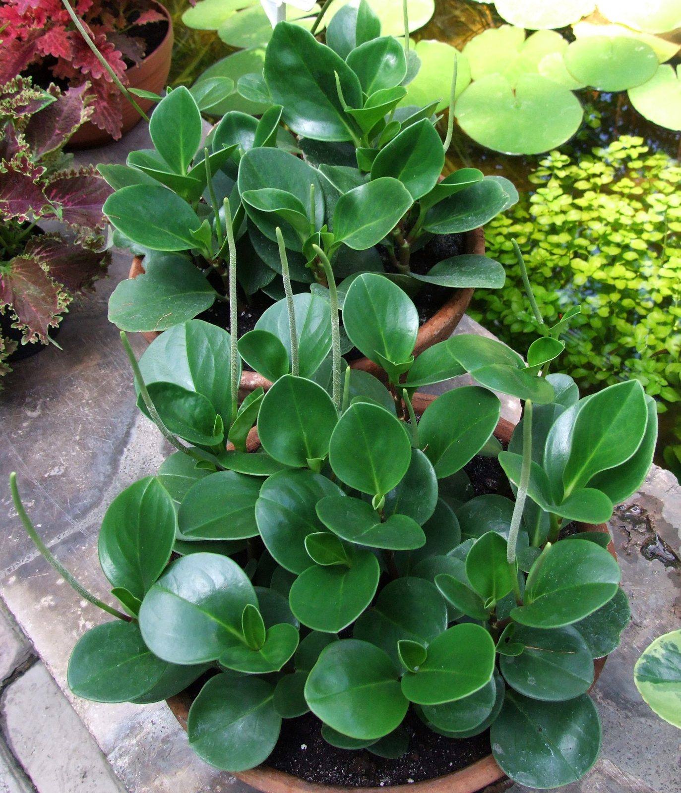 Baby Rubber Plant (Peperomia obtusifolia) plant