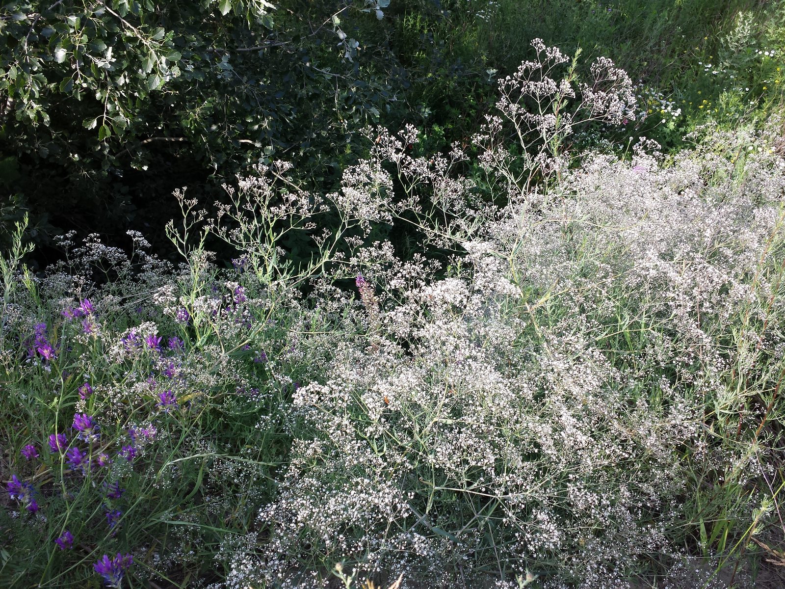Baby's Breath (Gypsophila paniculata) plant