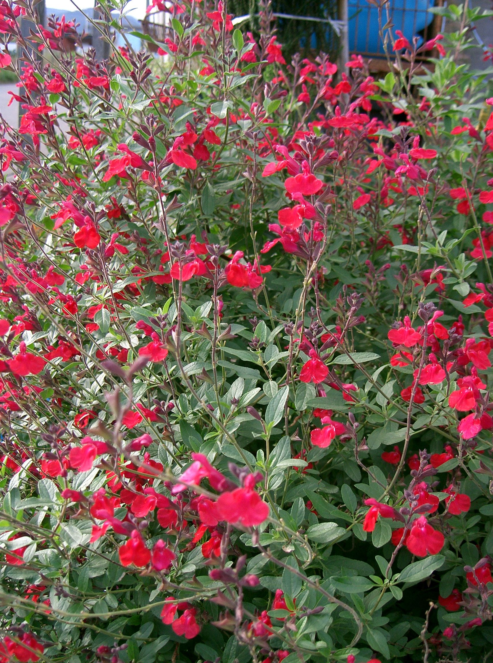 Baby Sage (Salvia microphylla) plant