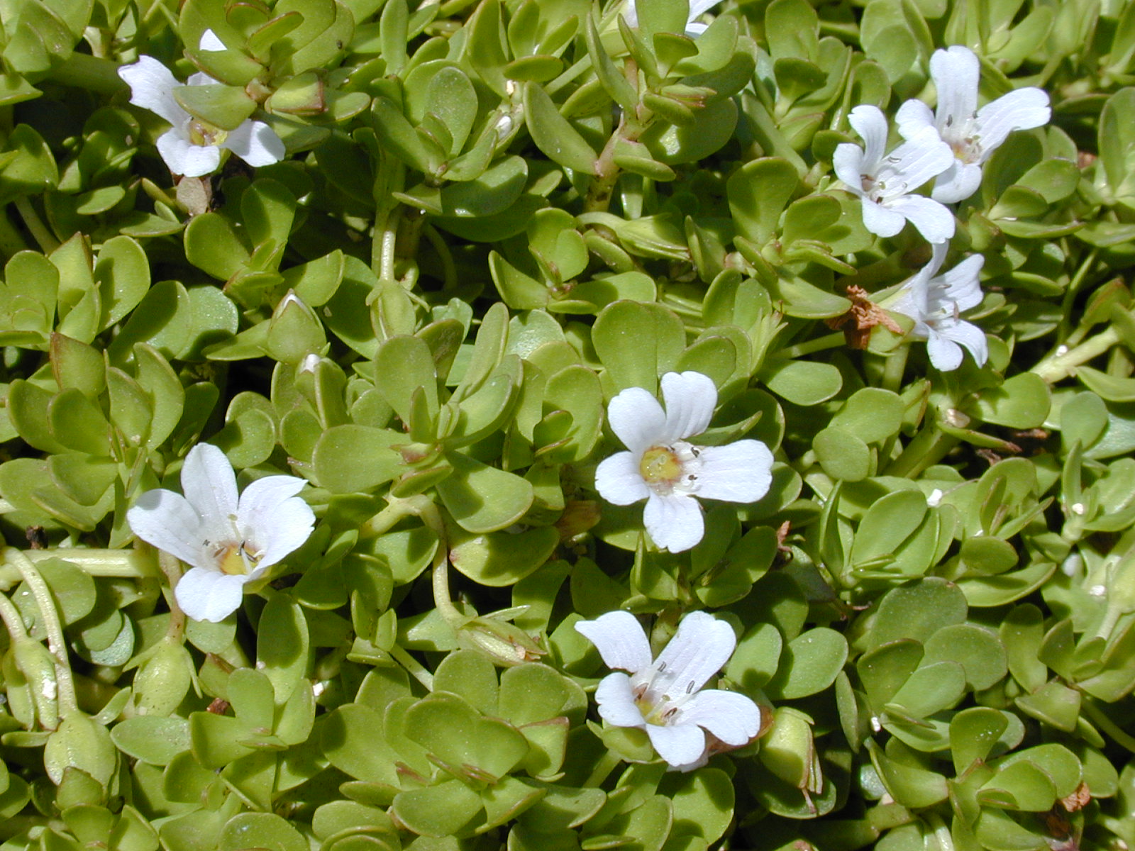 Bacopa (Bacopa monnieri) plant — close-up photo