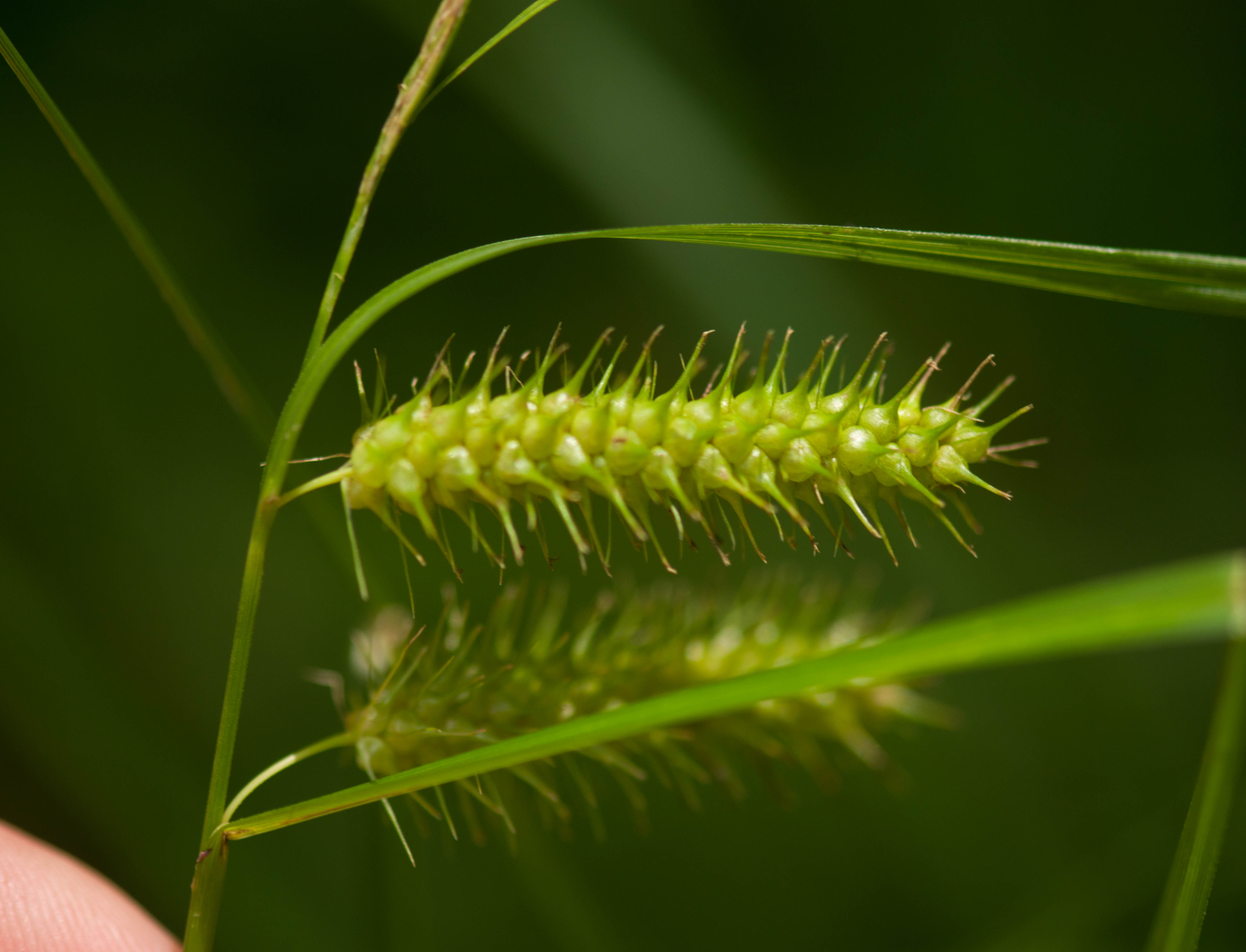 Bailey's Sedge (Carex baileyi) plant