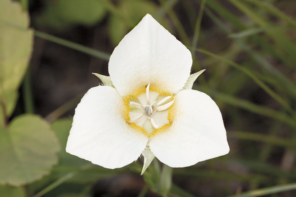 Baker's Mariposa Lily (Calochortus apiculatus) plant
