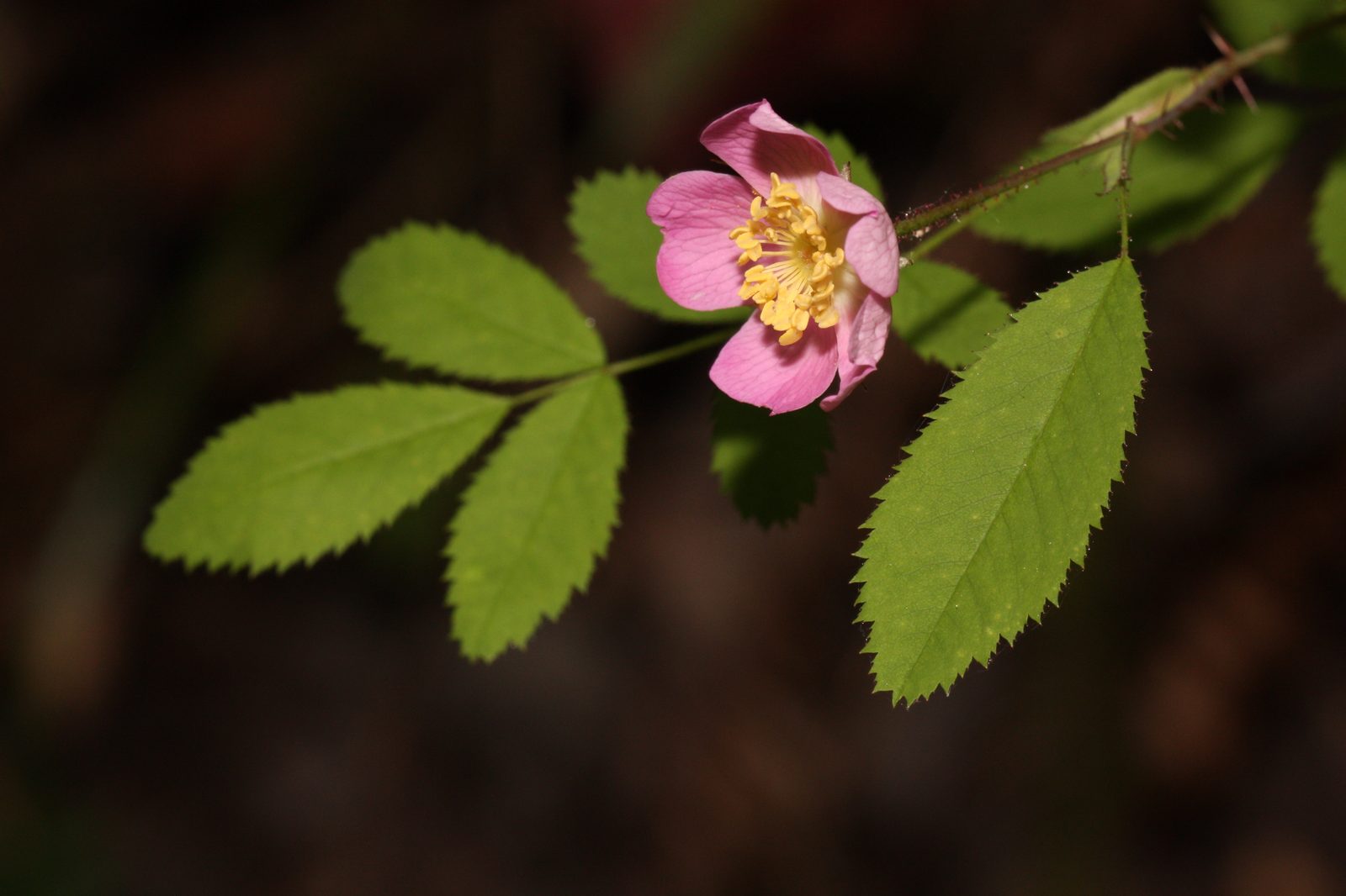 Baldhip Rose (Rosa gymnocarpa) plant