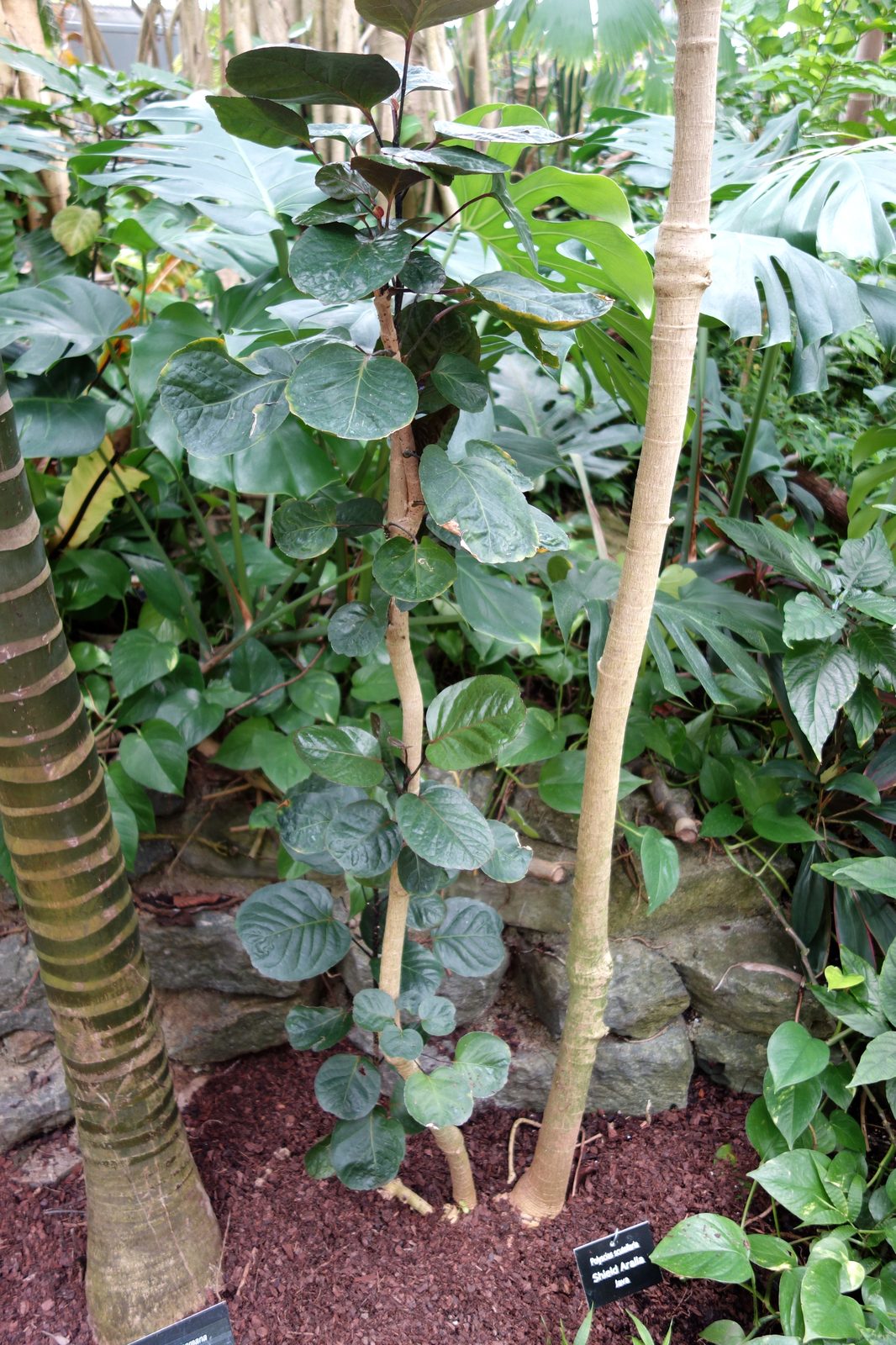 Balfour Aralia (Polyscias scutellaria 'Balfourii') plant