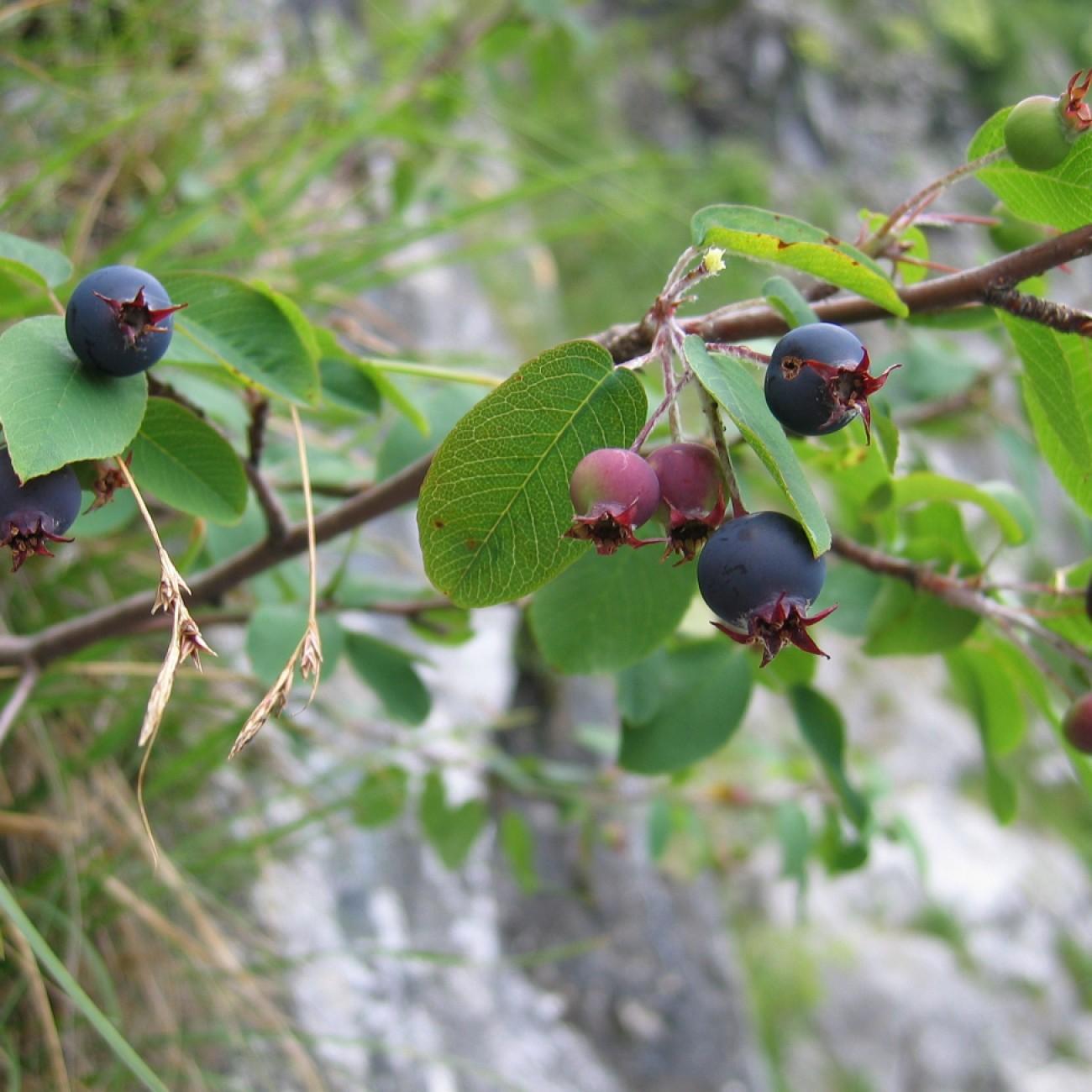 Ballerina Serviceberry (Amelanchier x grandiflora 'Ballerina') plant — close-up photo