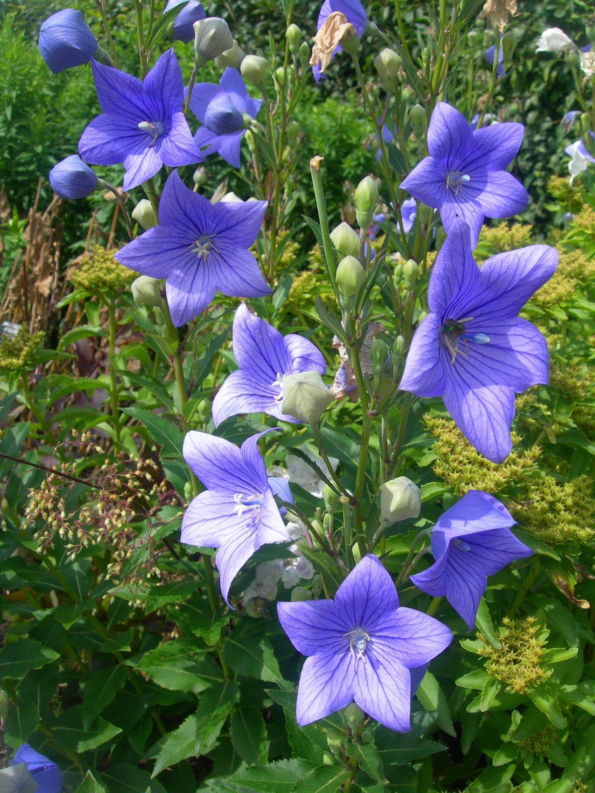 Balloon Flower (Platycodon grandiflorus) plant