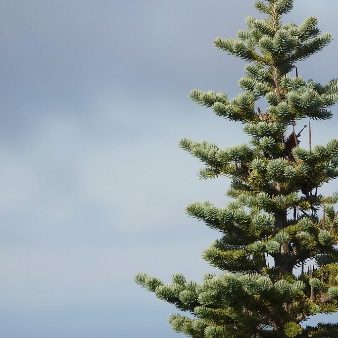 balsam fir (Abies balsamea) plant — close-up photo