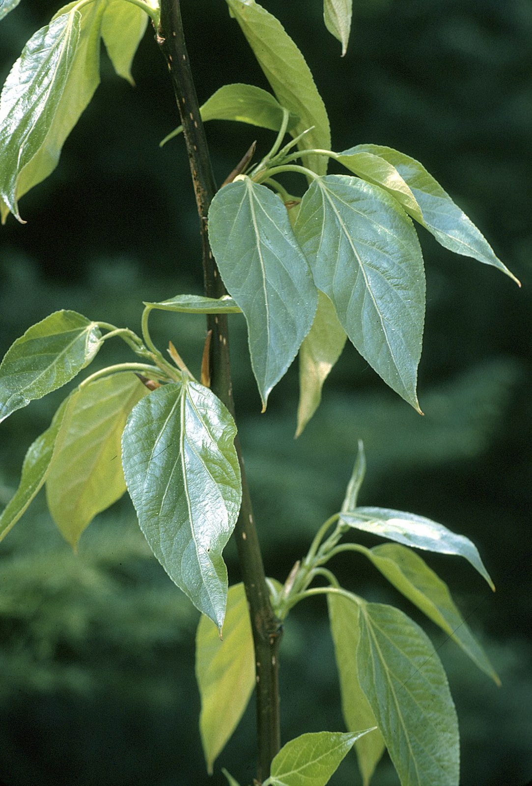 Balsam Poplar (Populus balsamifera) plant