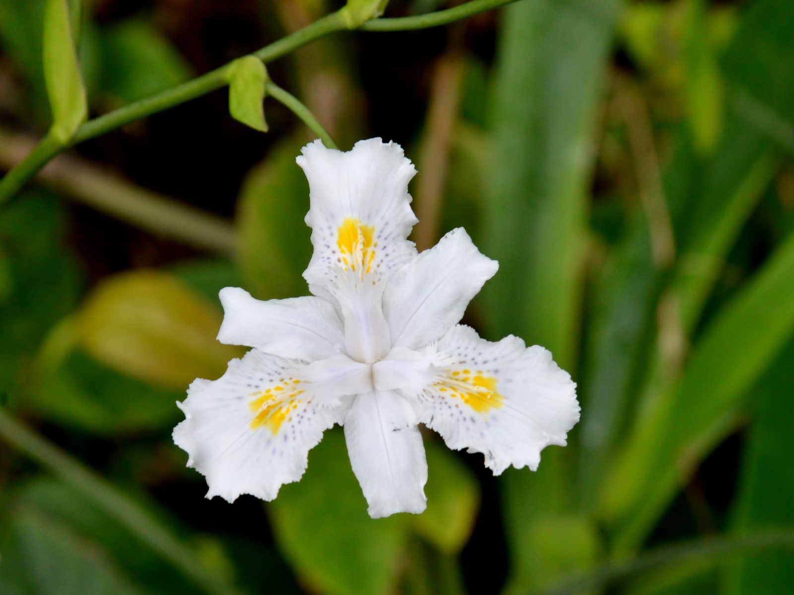 Bamboo Iris (Iris confusa) plant