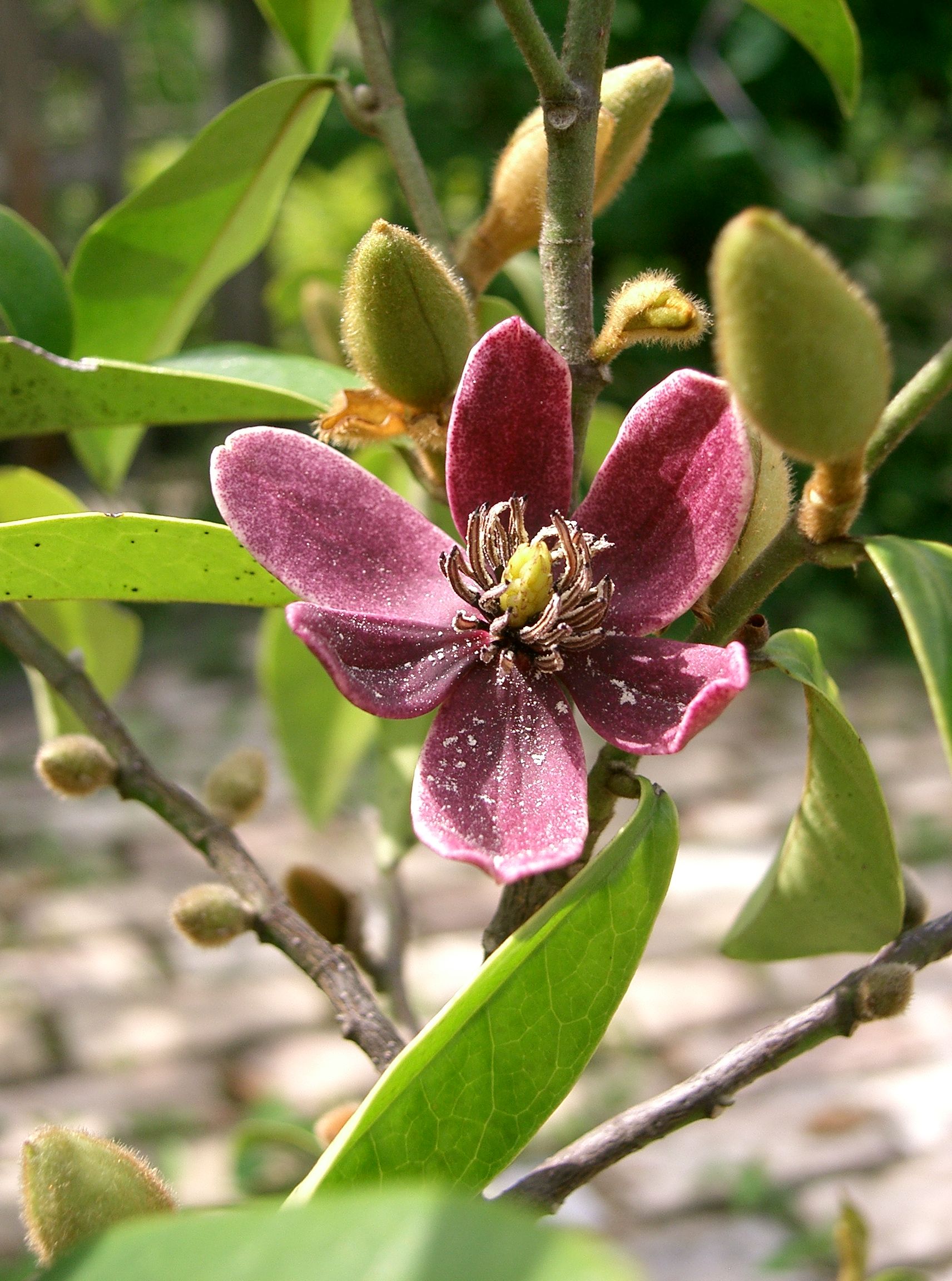 Banana Magnolia (Magnolia figo) plant