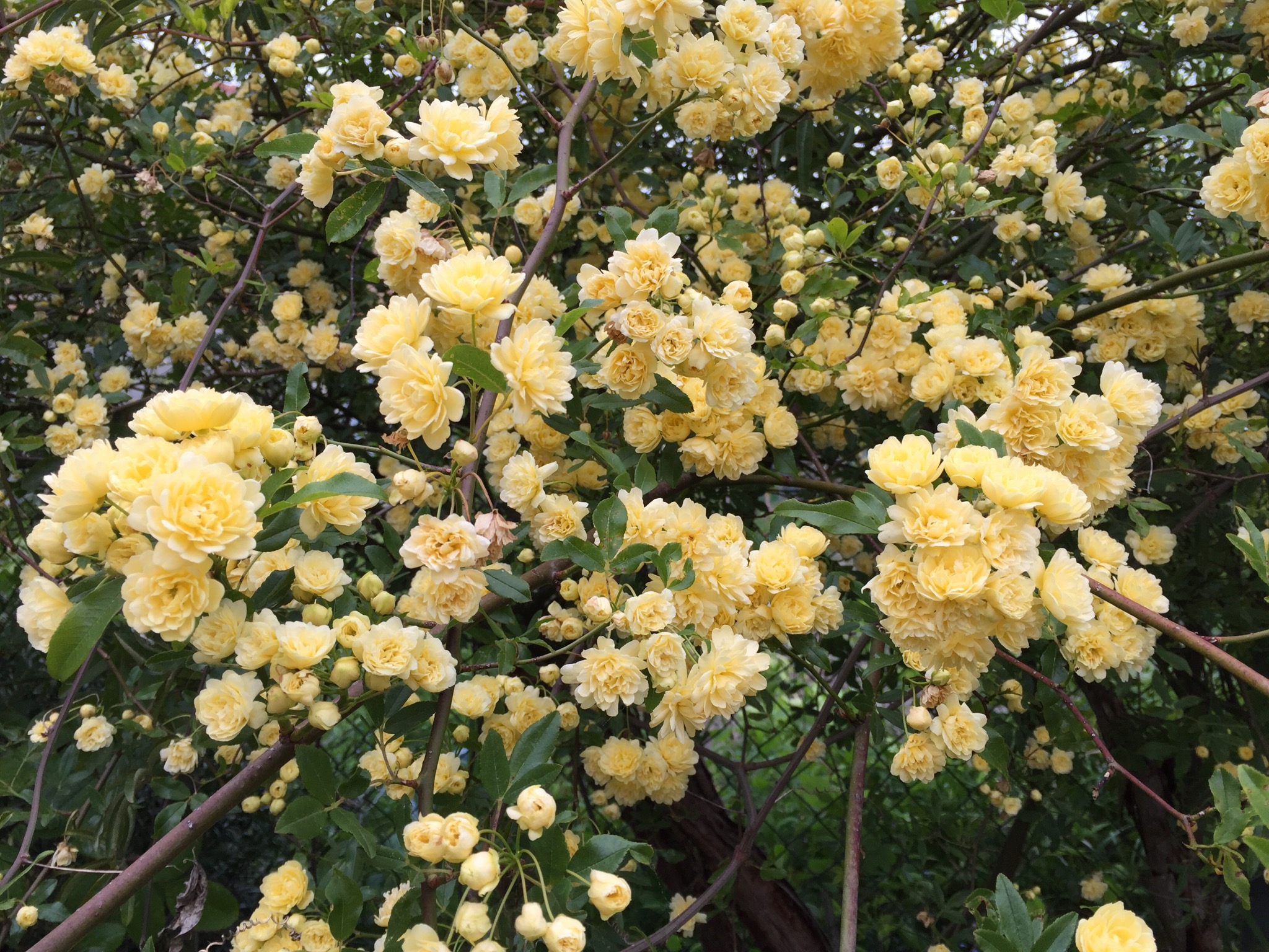 Banksian Rose (Rosa banksiae) plant