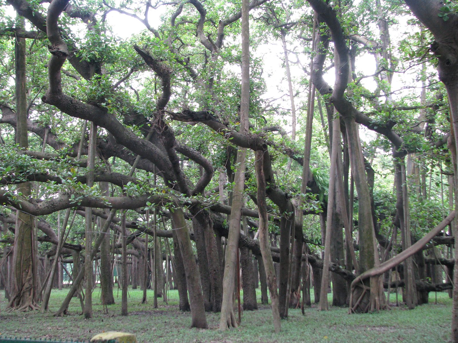 Banyan (Ficus benghalensis) plant