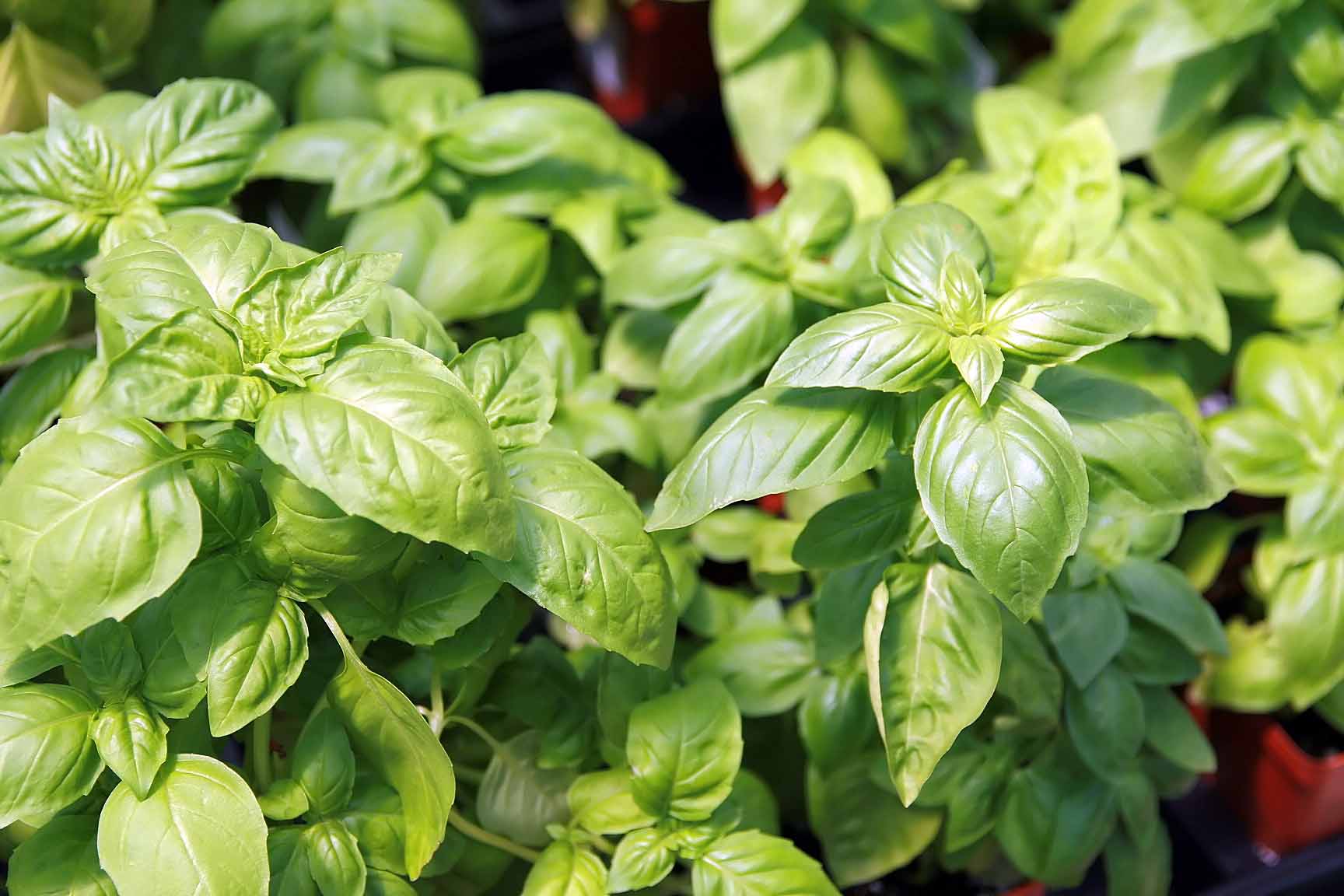 Basil (Ocimum basilicum) plant