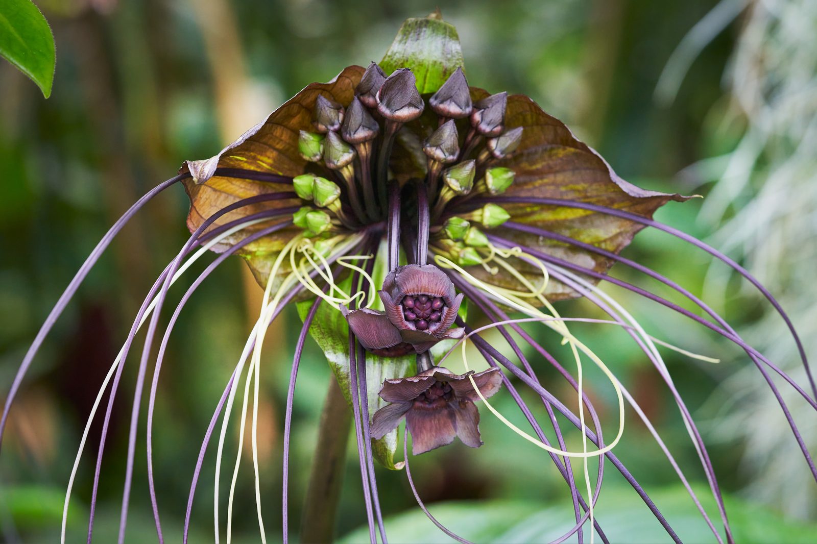 Batflower (Tacca chantrieri) plant
