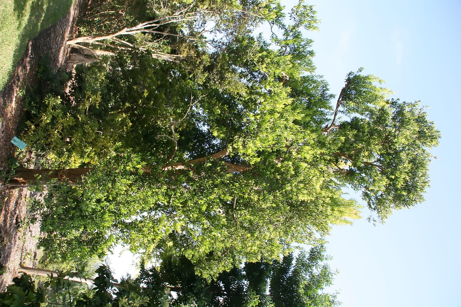 Bay Rum Tree (Pimenta racemosa) plant