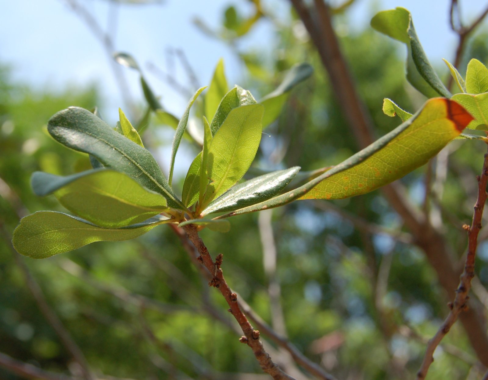 Bayberry (Myrica pensylvanica) plant