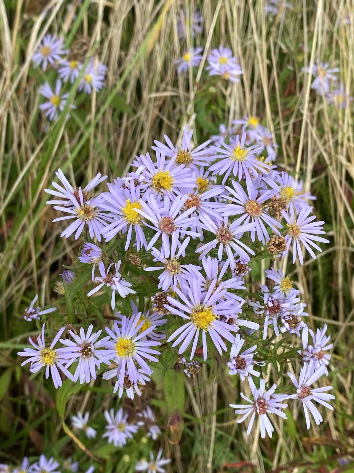 Beach Aster (Symphyotrichum novi-belgii) plant