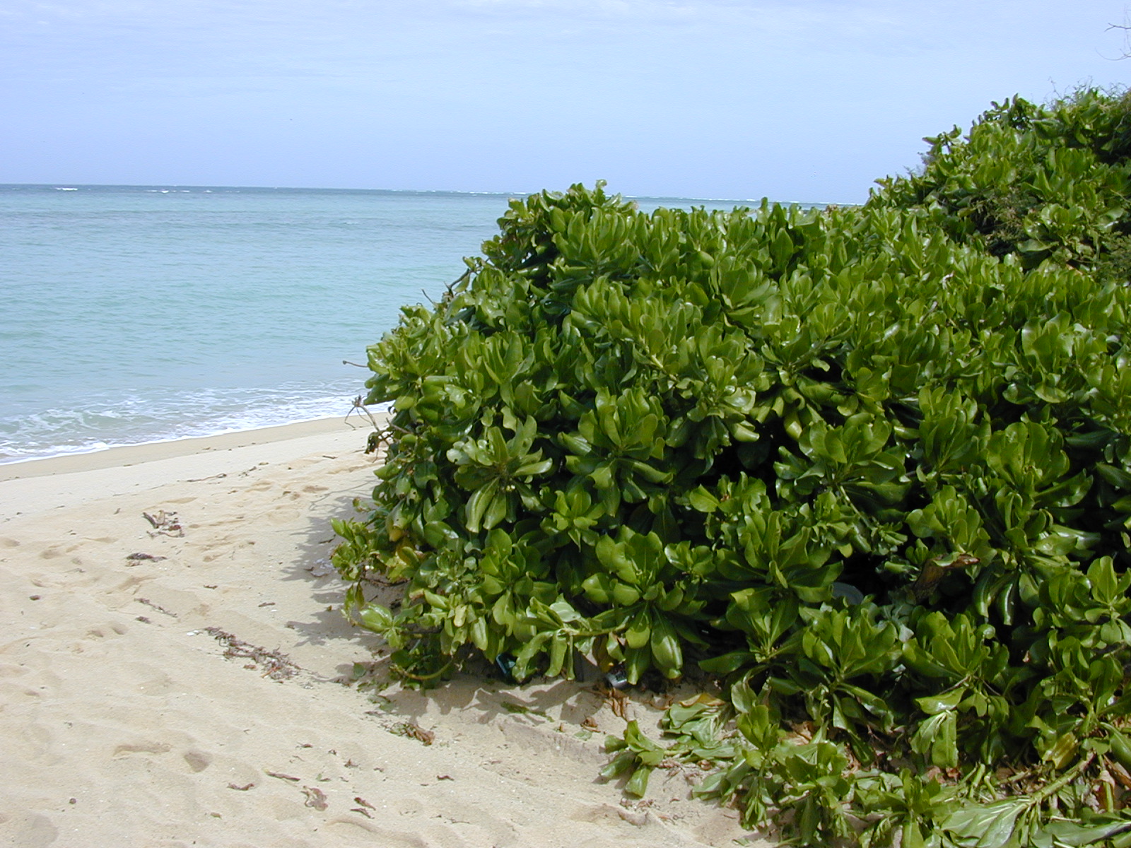 Beach Naupaka (Scaevola taccada) plant