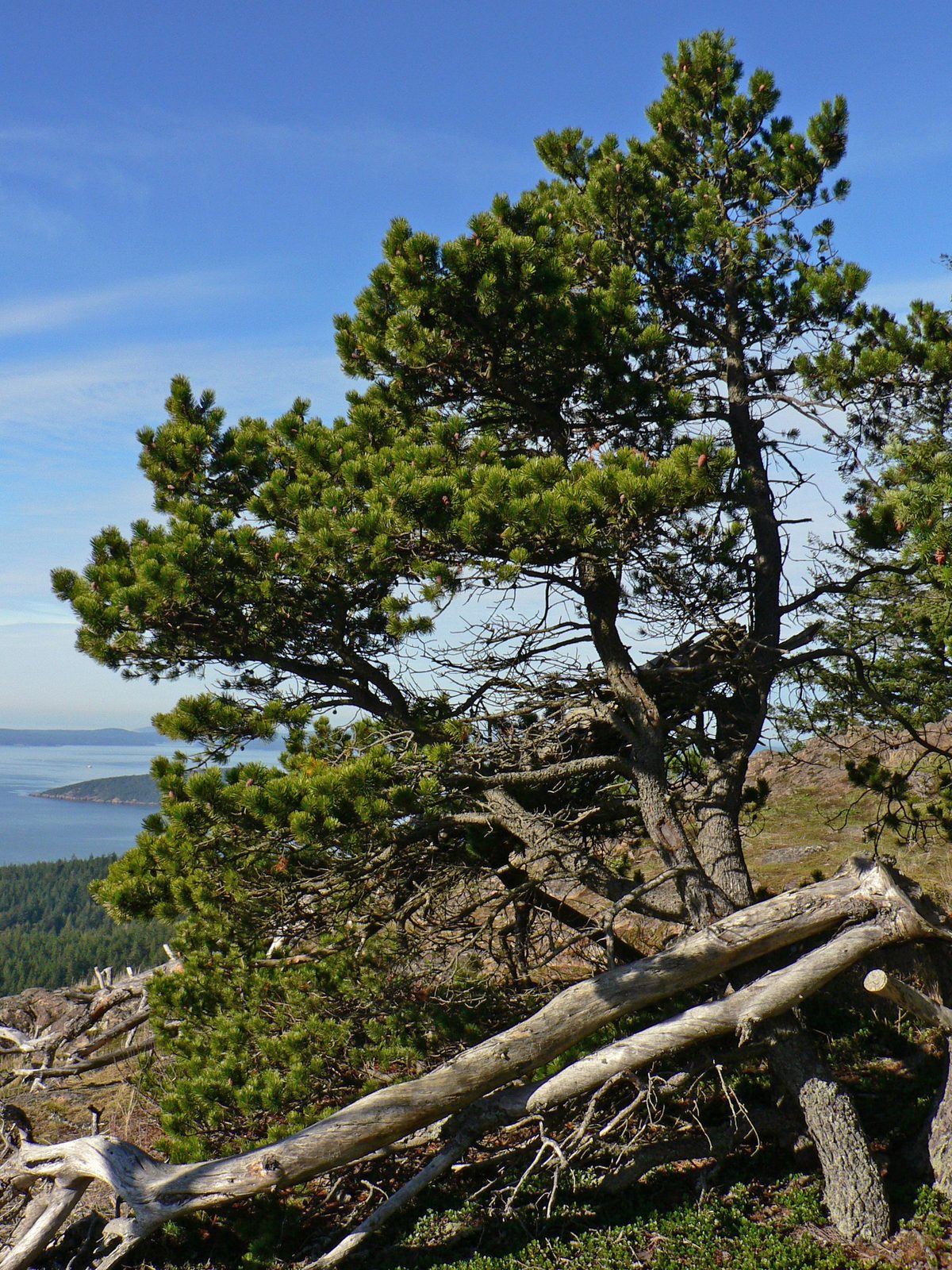 Beach Pine (Pinus contorta var. contorta) plant