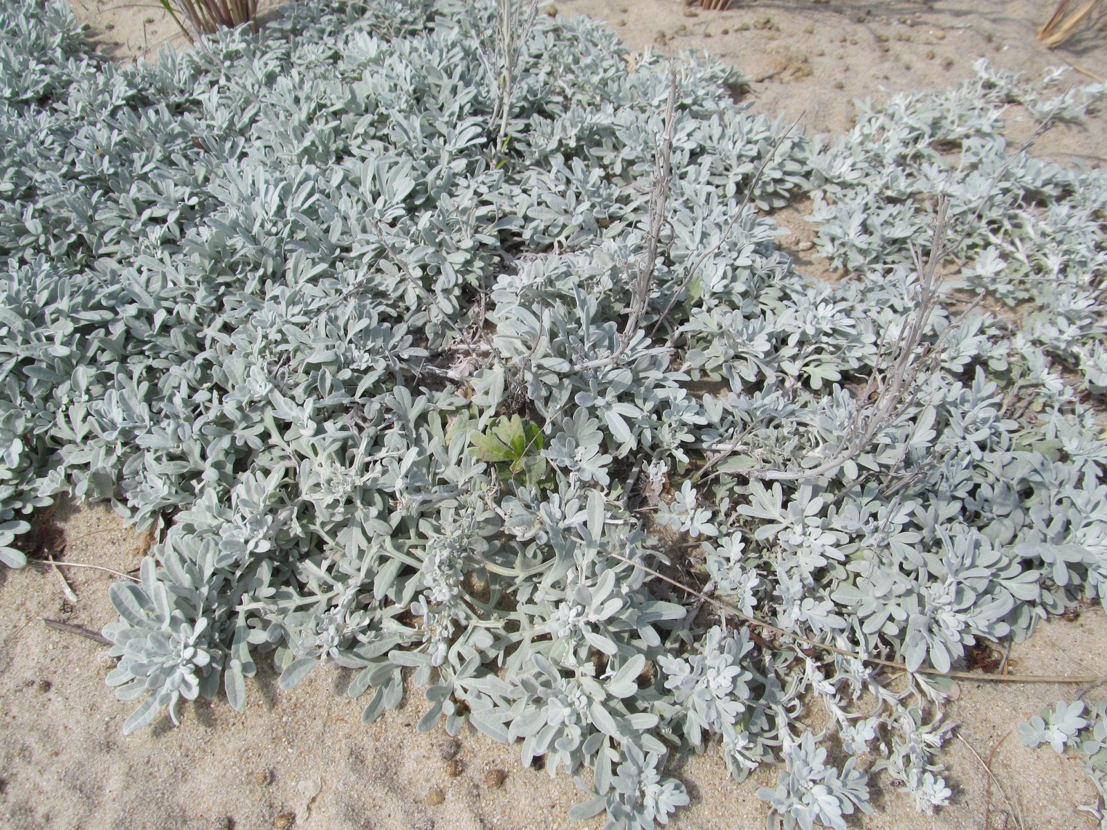 Beach Wormwood (Artemisia stelleriana) plant