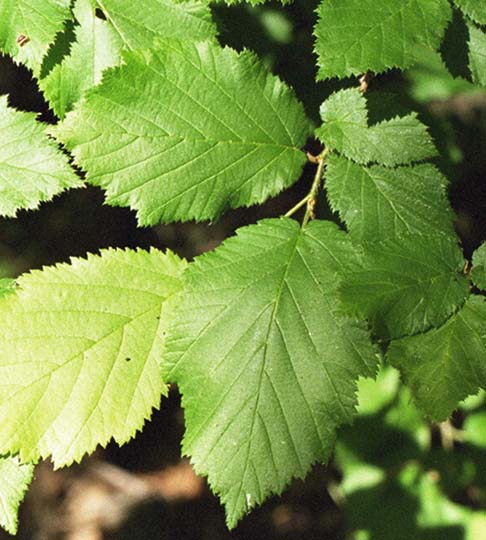 Beaked Hazel (Corylus cornuta) plant