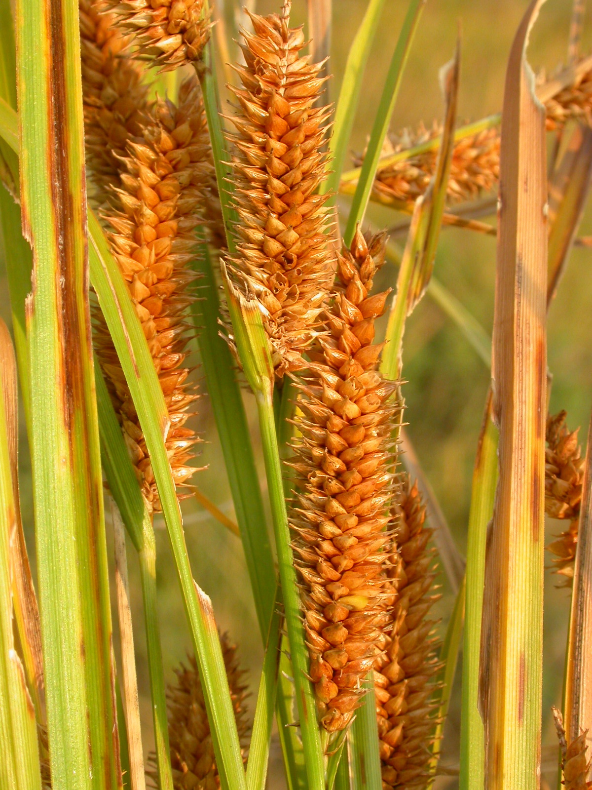 Beaked Sedge (Carex utriculata) plant