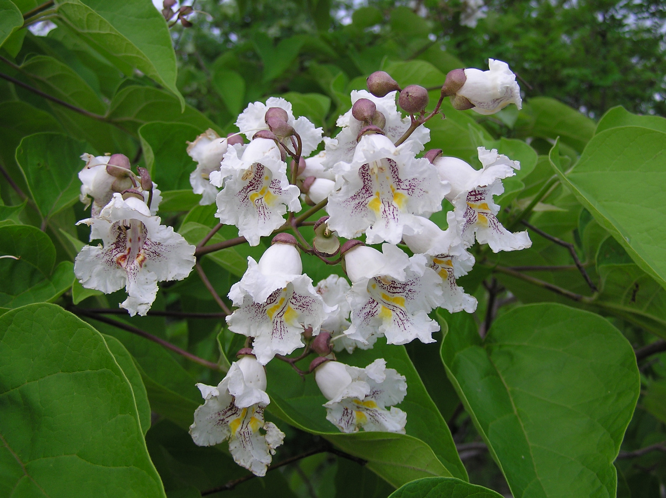 Bean Tree (Catalpa bignonioides) plant