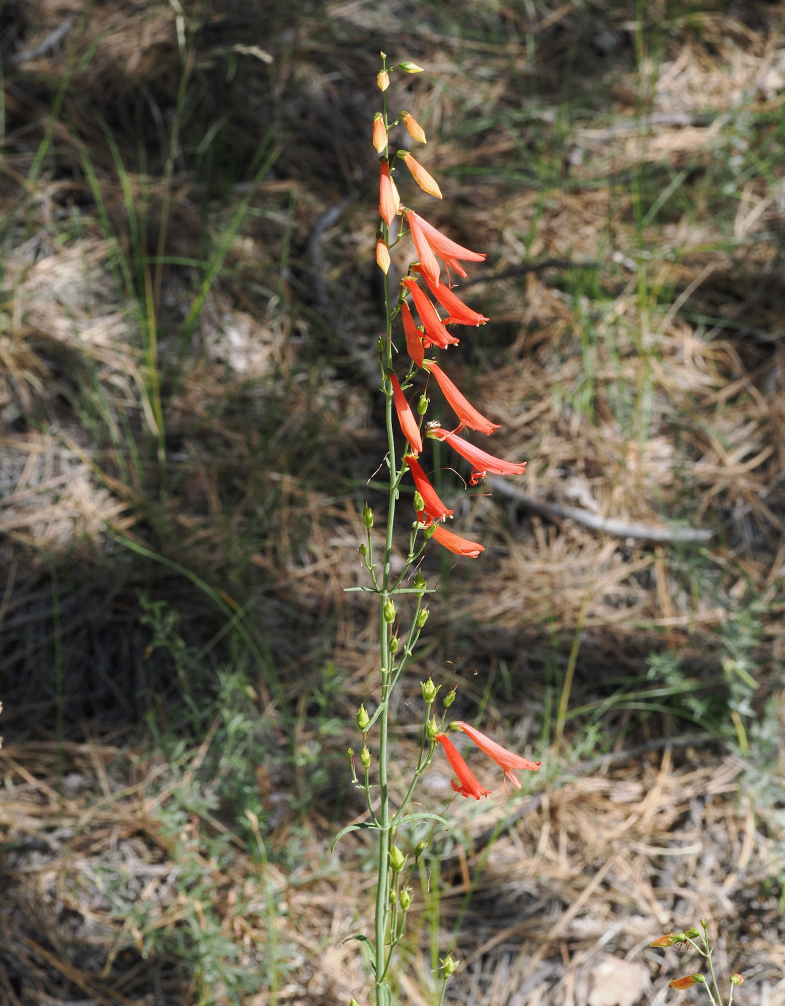 Bearded Penstemon (Penstemon barbatus) plant