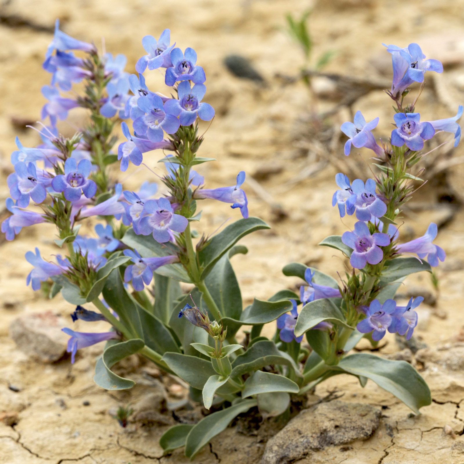 Beardtongue (Penstemon spp.) plant